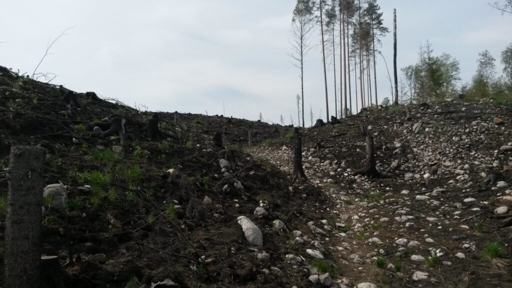 Avohakattu metsä, jossa muutama yksinäinen puu pystyssä. Kivinen maasto.