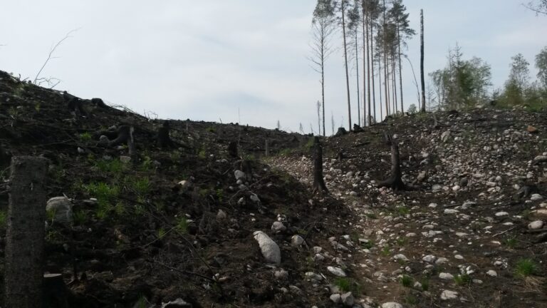 Kivikkoinen maisema